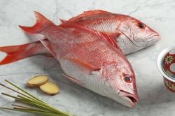Red Snapper / Chempalli / Rane (Large) (4.3kg to 4.7kg)